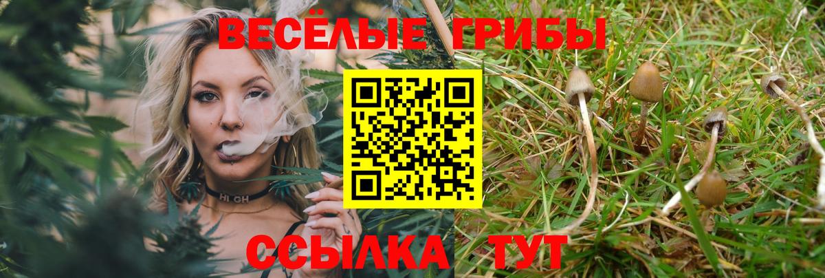 Кузнецк  купить наркотики цена  Вход с VPN  Псилоцибиновые грибы прущие грибы 